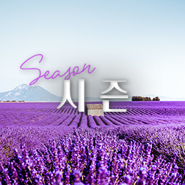 시즌