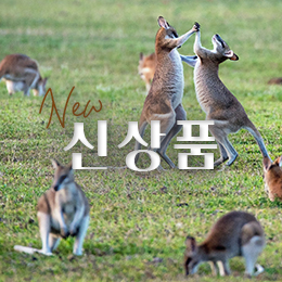 신상품